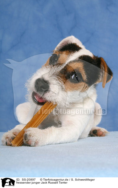 fressender junger Parson Russell Terrier / eating young Parson Russell Terrier / SS-20897