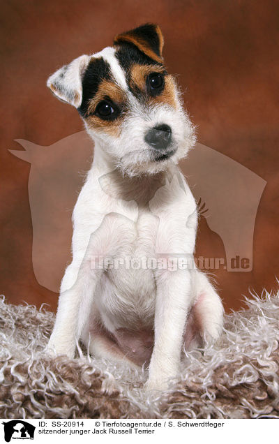 junger Parson Russell Terrier / young Parson Russell Terrier / SS-20914