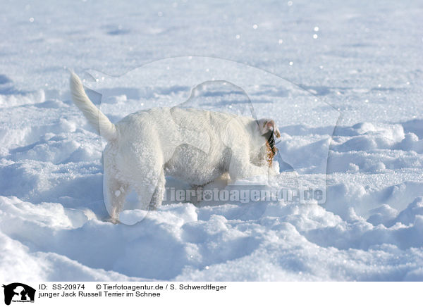 junger Parson Russell Terrier im Schnee / young Parson Russell Terrier in the snow / SS-20974