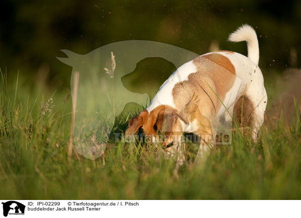buddelnder Jack Russell Terrier / digging Parson Russell Terrier / IPI-02299