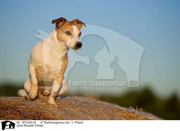 Jack Russell Terrier / Jack Russell Terrier / IPI-02314