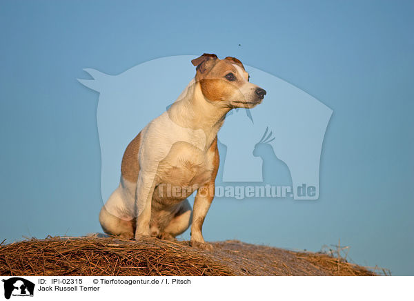 Jack Russell Terrier / Jack Russell Terrier / IPI-02315