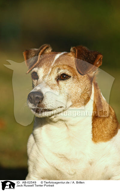 Jack Russell Terrier Portrait / Jack Russell Terrier Portrait / AB-02549