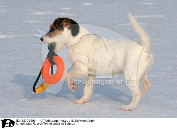 junger Parson Russell Terrier spielt im Schnee / young Parson Russell Terrier plays in the snow / SS-22599