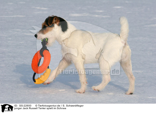 junger Parson Russell Terrier spielt im Schnee / young Parson Russell Terrier plays in the snow / SS-22600