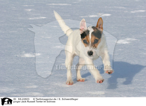 junger Parson Russell Terrier im Schnee / young Parson Russell Terrier in the snow / SS-22603