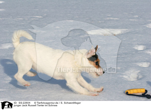 junger Parson Russell Terrier im Schnee / young Parson Russell Terrier in the snow / SS-22604