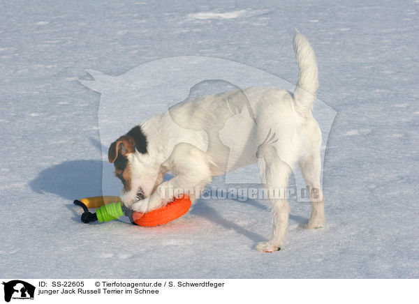 junger Parson Russell Terrier im Schnee / young Parson Russell Terrier in the snow / SS-22605
