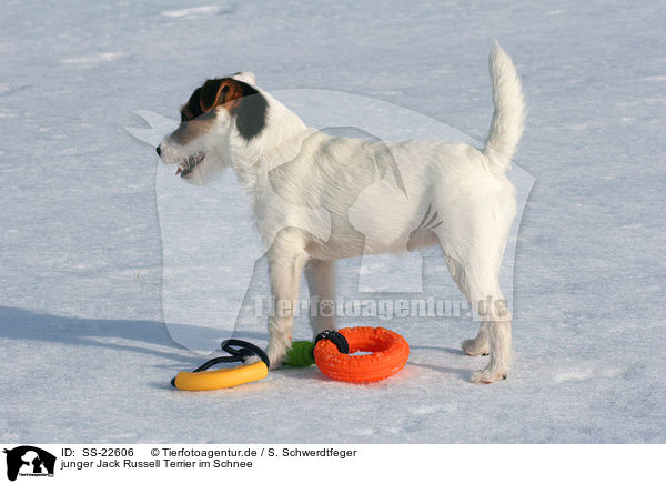 junger Parson Russell Terrier im Schnee / young Parson Russell Terrier in the snow / SS-22606