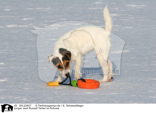 junger Parson Russell Terrier im Schnee / young Parson Russell Terrier in the snow / SS-22607