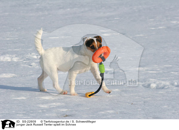 junger Parson Russell Terrier spielt im Schnee / young Parson Russell Terrier plays in the snow / SS-22609