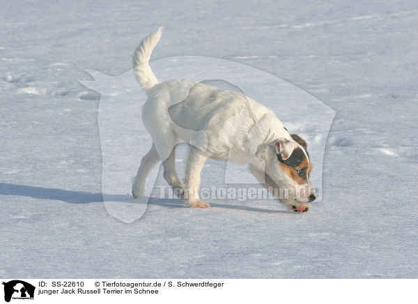 junger Parson Russell Terrier im Schnee / young Parson Russell Terrier in the snow / SS-22610