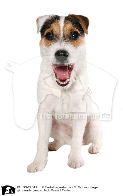 ghnender junger Parson Russell Terrier / gaping young Parson Russell Terrier / SS-22641