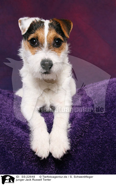 junger Jack Russell Terrier / SS-22648