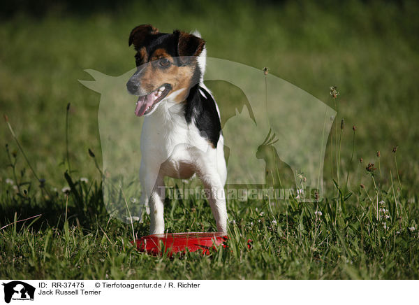 Jack Russell Terrier / RR-37475