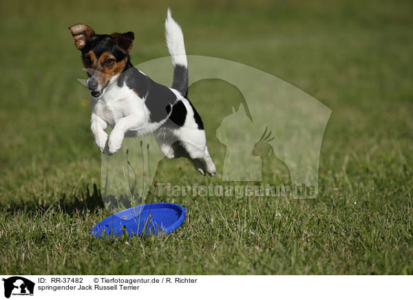 springender Jack Russell Terrier / RR-37482