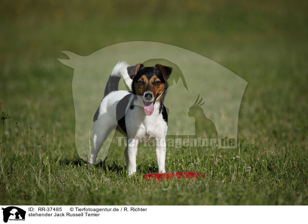 stehender Jack Russell Terrier / standing Jack Russell Terrier / RR-37485