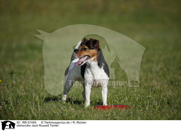 stehender Jack Russell Terrier / RR-37486