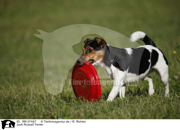 Jack Russell Terrier / RR-37487