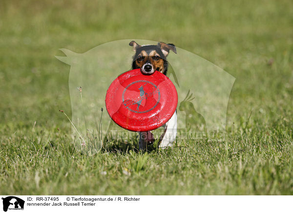 rennender Jack Russell Terrier / RR-37495