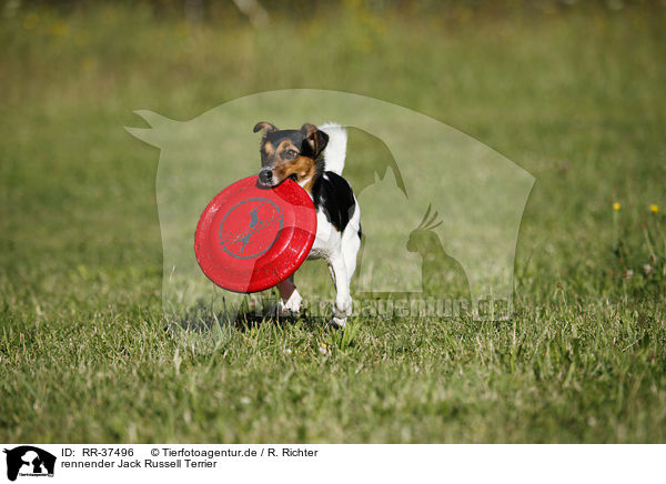 rennender Jack Russell Terrier / RR-37496