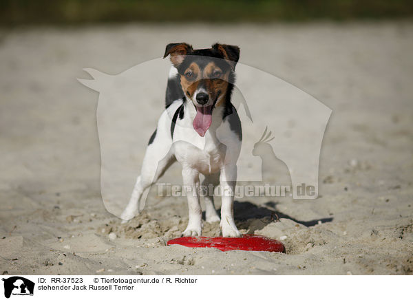 stehender Jack Russell Terrier / RR-37523