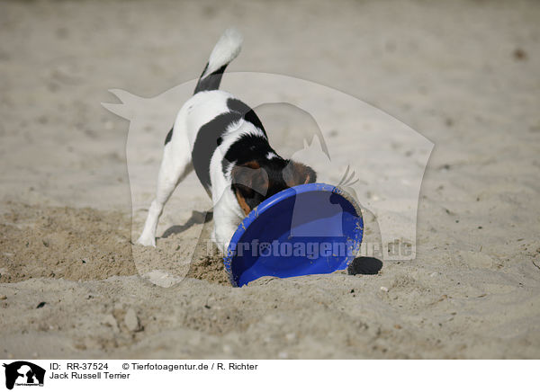 Jack Russell Terrier / RR-37524