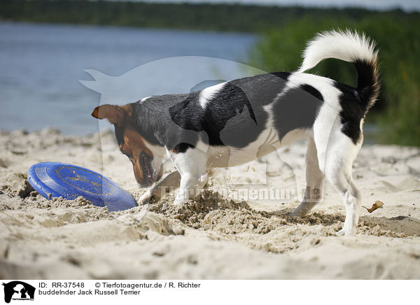 buddelnder Jack Russell Terrier / RR-37548