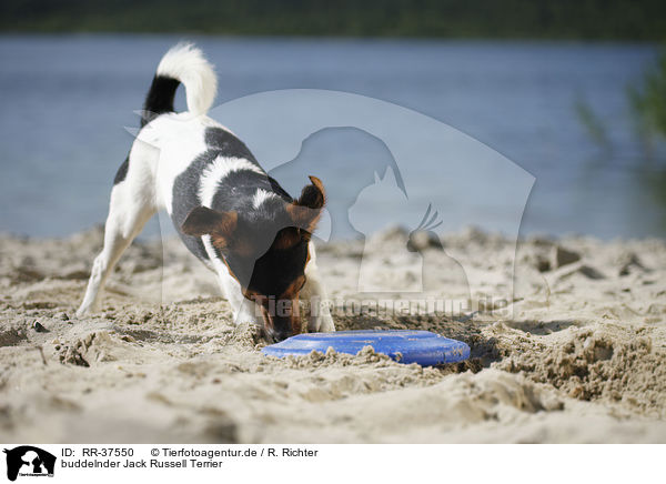 buddelnder Jack Russell Terrier / RR-37550