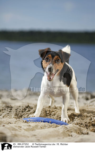 stehender Jack Russell Terrier / RR-37552