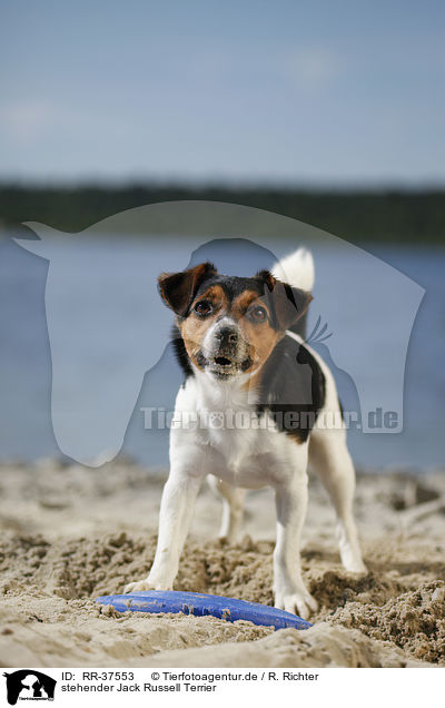 stehender Jack Russell Terrier / RR-37553
