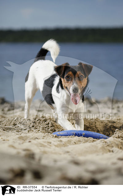 buddelnder Jack Russell Terrier / RR-37554