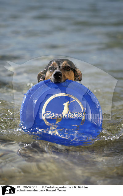 schwimmender Jack Russell Terrier / RR-37565
