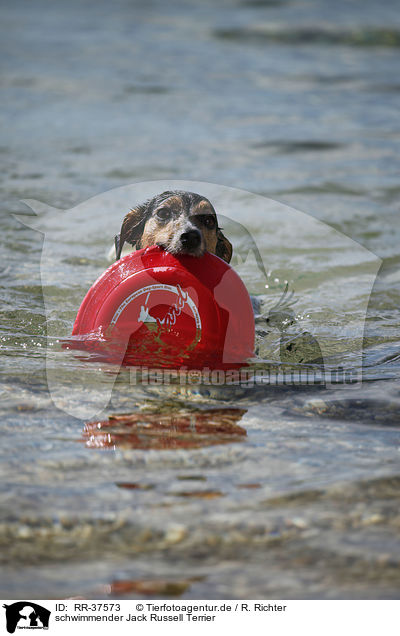 schwimmender Jack Russell Terrier / RR-37573
