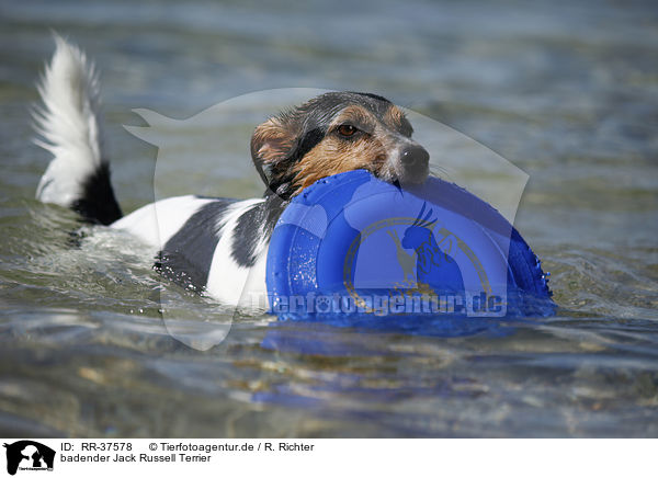 badender Jack Russell Terrier / RR-37578