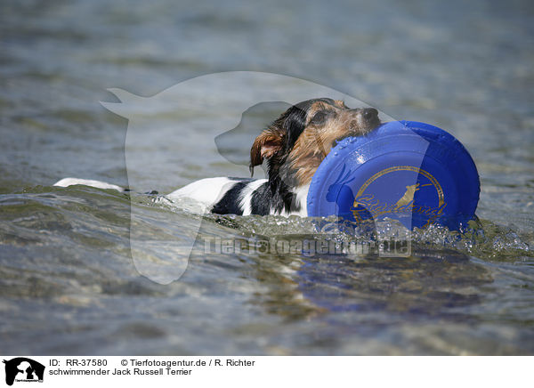schwimmender Jack Russell Terrier / RR-37580