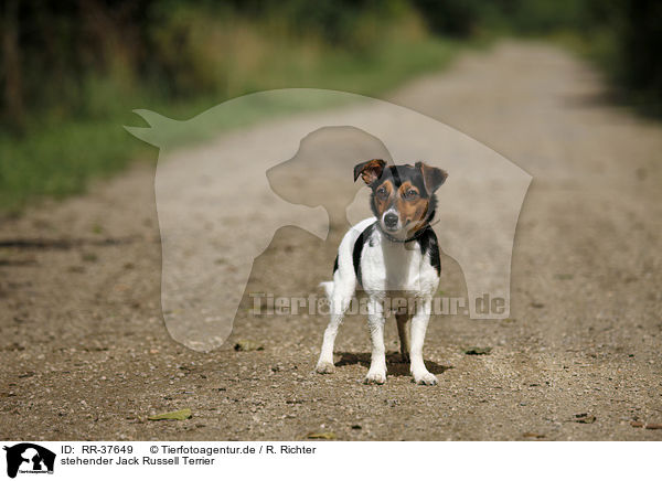 stehender Jack Russell Terrier / standing Jack Russell Terrier / RR-37649