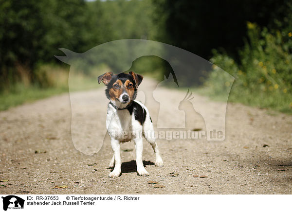 stehender Jack Russell Terrier / standing Jack Russell Terrier / RR-37653