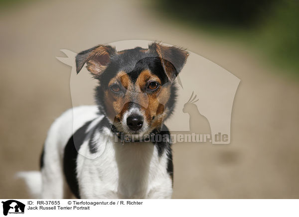 Jack Russell Terrier Portrait / Jack Russell Terrier Portrait / RR-37655