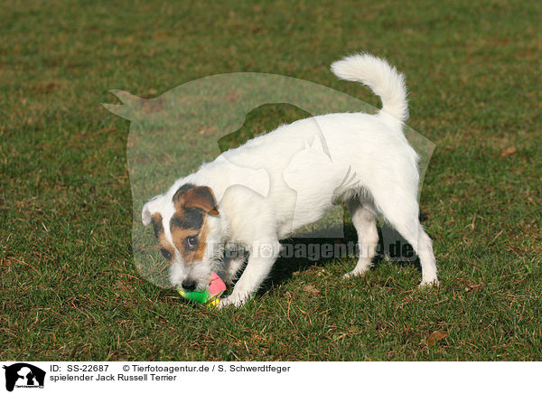 spielender Parson Russell Terrier / playing Parson Russell Terrier / SS-22687