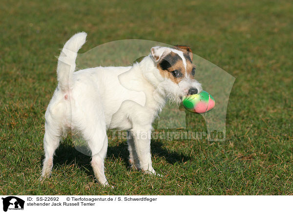stehender Parson Russell Terrier / standing Parson Russell Terrier / SS-22692