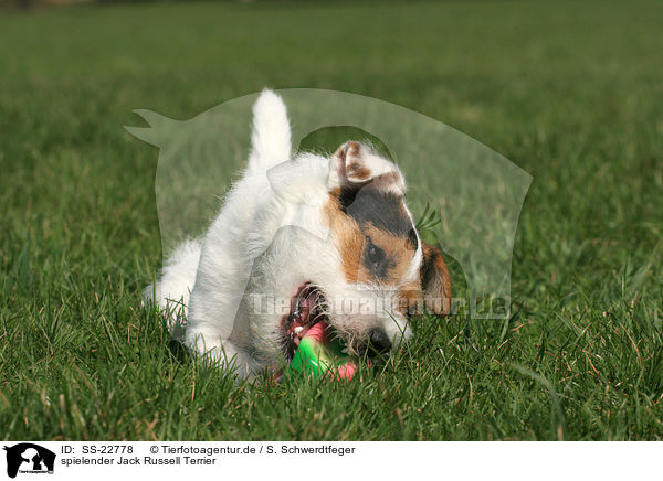 spielender Parson Russell Terrier / playing Parson Russell Terrier / SS-22778