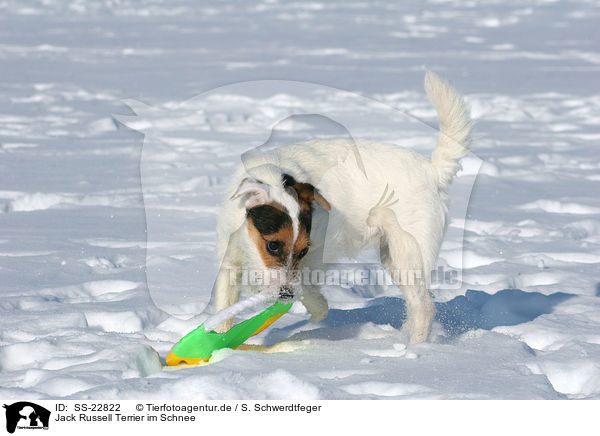 Jack Russell Terrier im Schnee / SS-22822