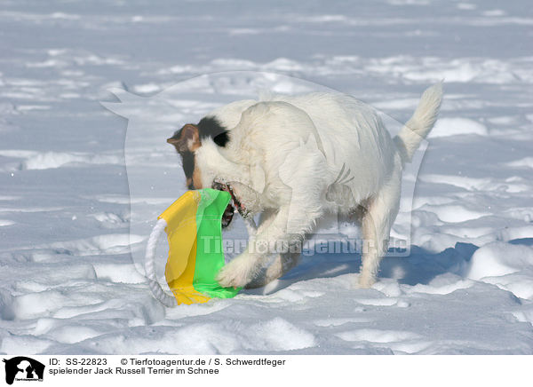 spielender Jack Russell Terrier im Schnee / SS-22823