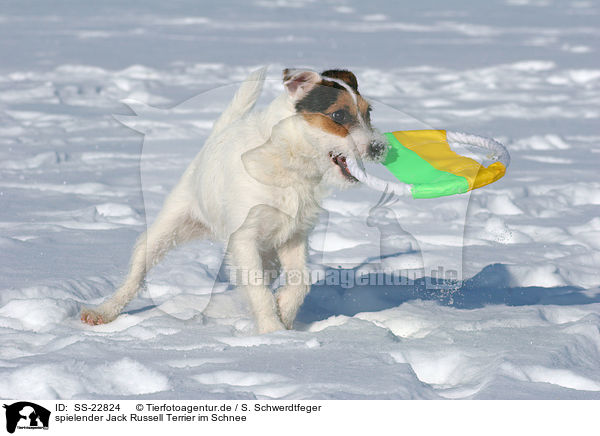 spielender Jack Russell Terrier im Schnee / SS-22824