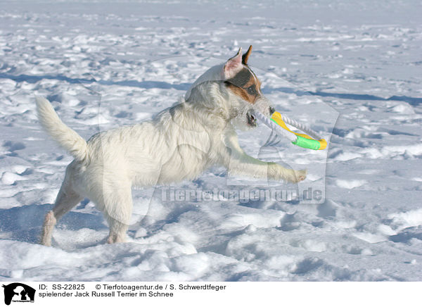 spielender Jack Russell Terrier im Schnee / SS-22825