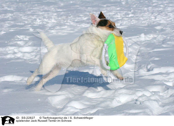 spielender Jack Russell Terrier im Schnee / SS-22827