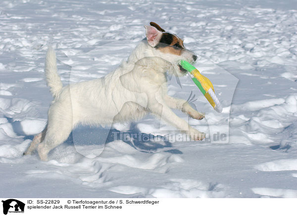 spielender Jack Russell Terrier im Schnee / SS-22829