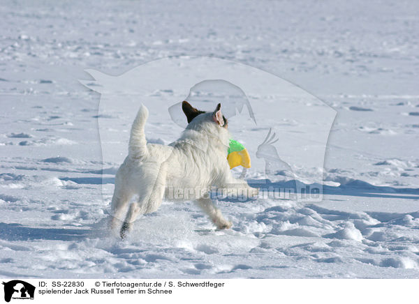 spielender Jack Russell Terrier im Schnee / SS-22830
