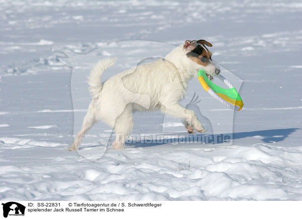 spielender Jack Russell Terrier im Schnee / SS-22831